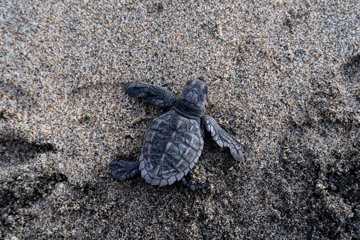 Tartaruga marinha filhote caminhando na areia da praia em direção ao mar durante a desova