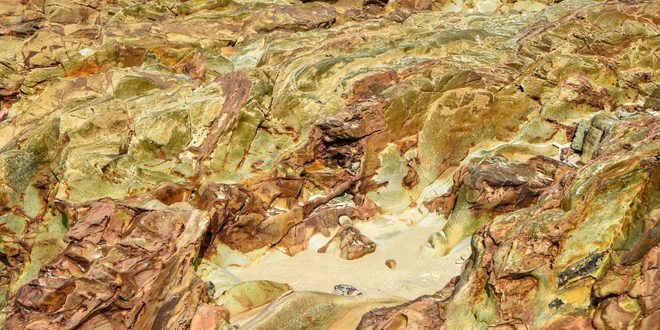 Fóssil de concha marinha exposto sobre rocha em acervo de paleontologia