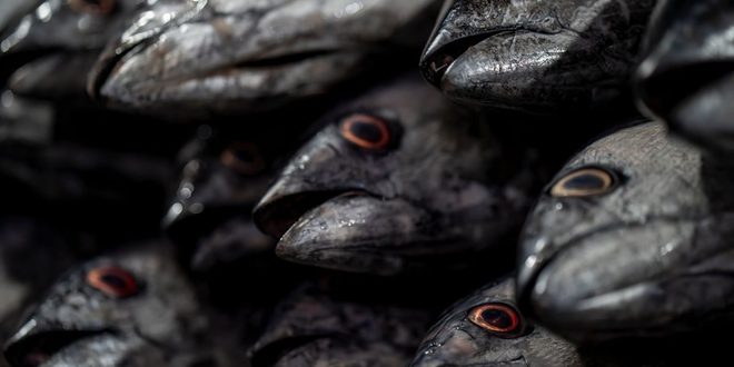 Atuns frescos expostos sobre gelo em mercado de peixes