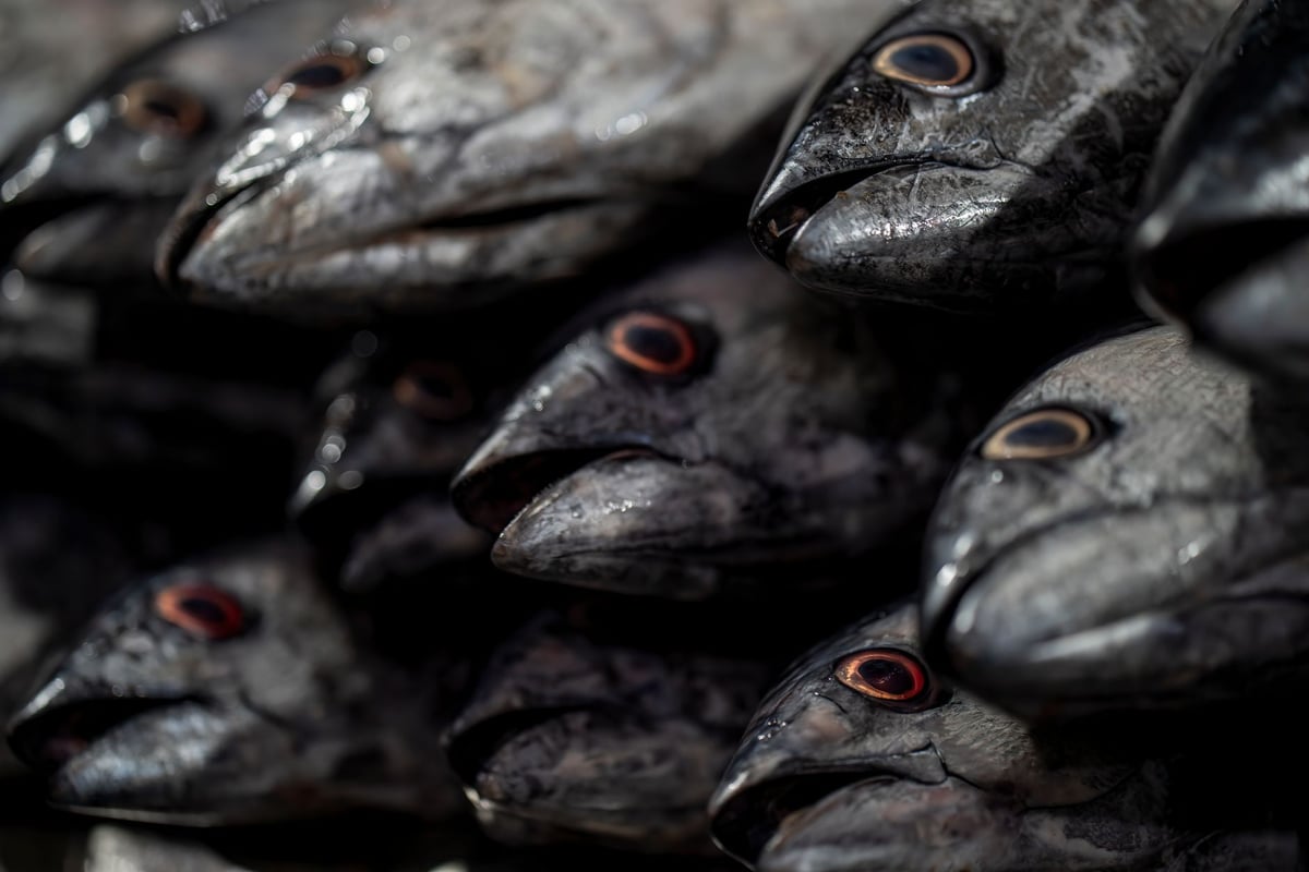 Atuns frescos expostos sobre gelo em mercado de peixes