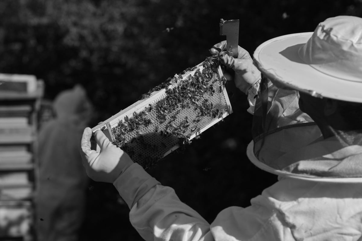 Apicultor examinando favo de mel dourado em colmeia ao ar livre