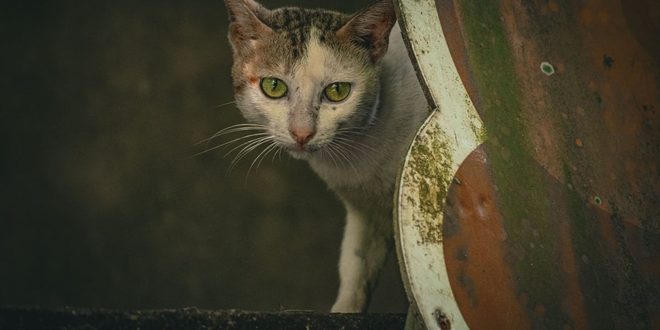 Imagem ilustrativa relacionada a Dia Mundial do Gato