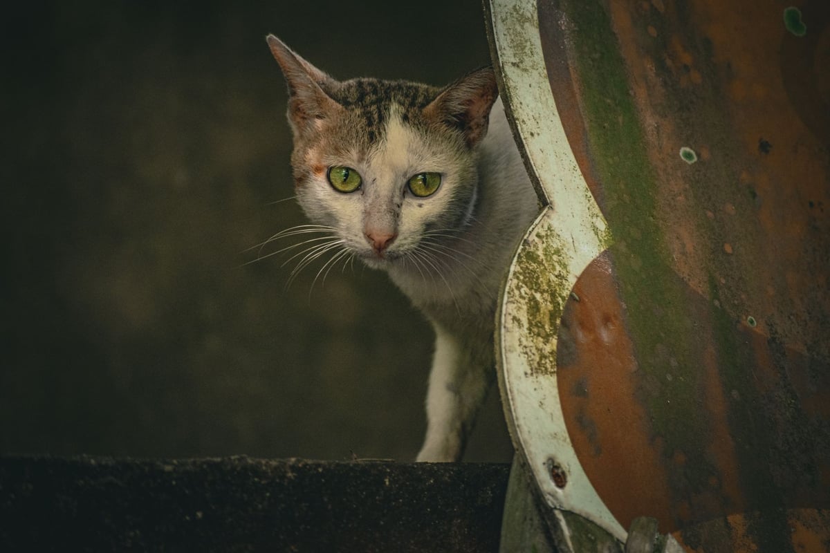 Gato de rua observando ambiente urbano, símbolo de causa de proteção animal