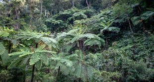 Trilha de Mata Atlântica com vegetação de restinga próxima ao mar em dia claro no litoral