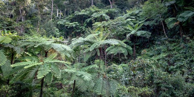 Trilha de Mata Atlântica com vegetação de restinga próxima ao mar em dia claro no litoral