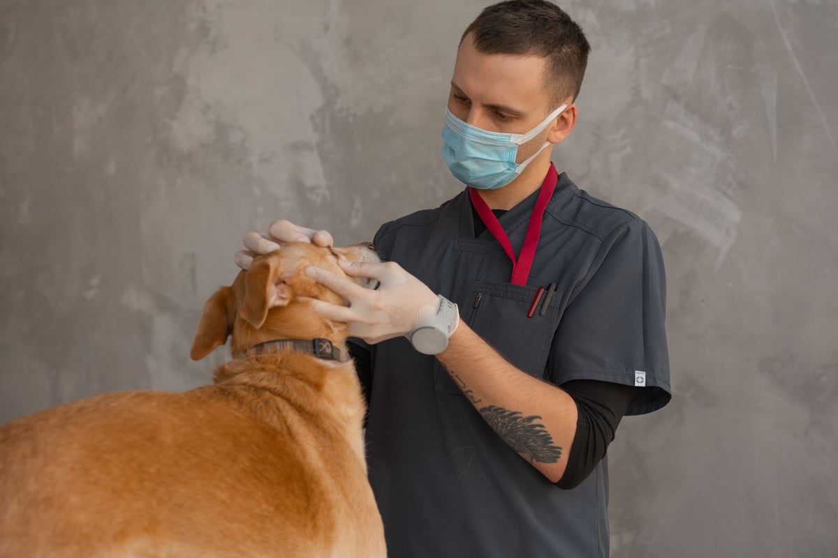 Veterinário aplicando vacina em um cão em consultório veterinário