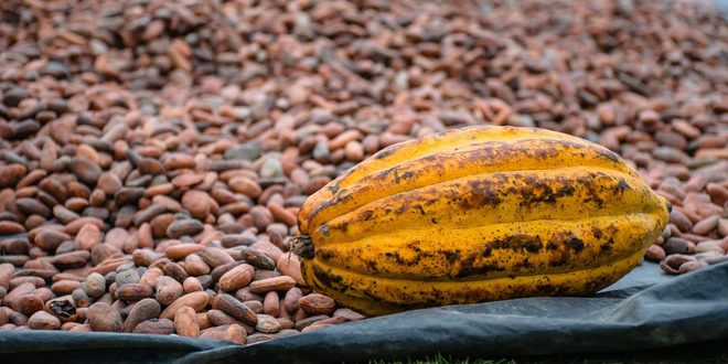 Frutos de cacau abertos mostrando as sementes, matéria-prima do chocolate