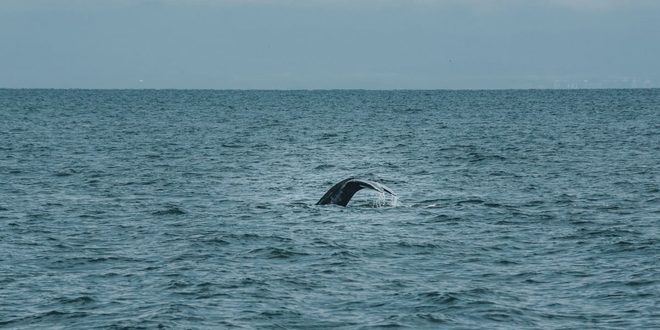 Baleia-jubarte emergindo na costa durante temporada de observação embarcada