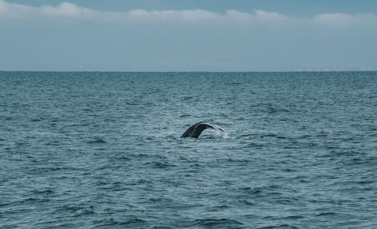 Baleia-jubarte emergindo na costa durante temporada de observação embarcada