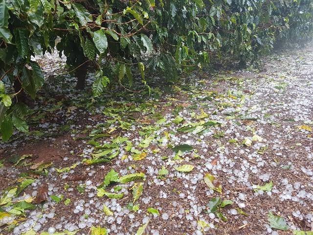 Plantação de café em Minas Gerais sob céu tempestuoso com risco de granizo