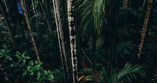 Imagem ilustrativa relacionada a Dia da Amazônia