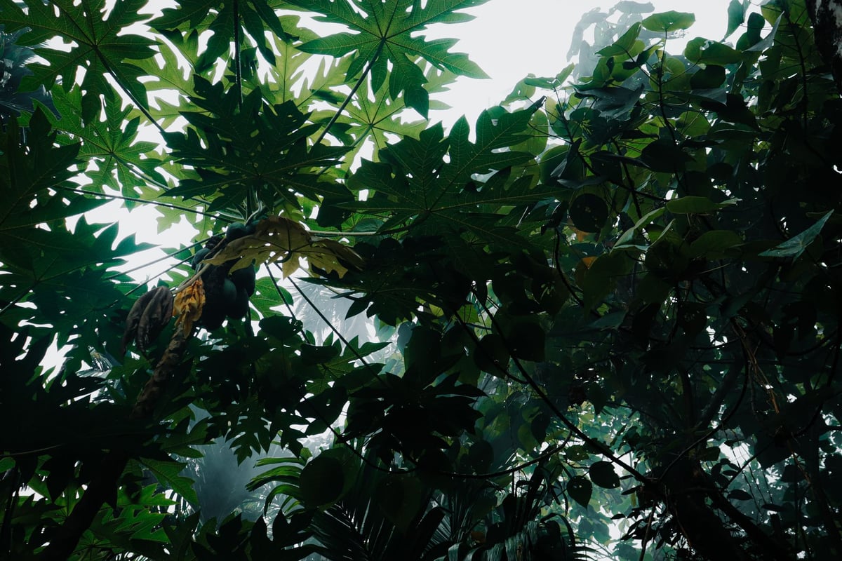Mata preservada com vegetação densa e trilha de terra em área de conservação