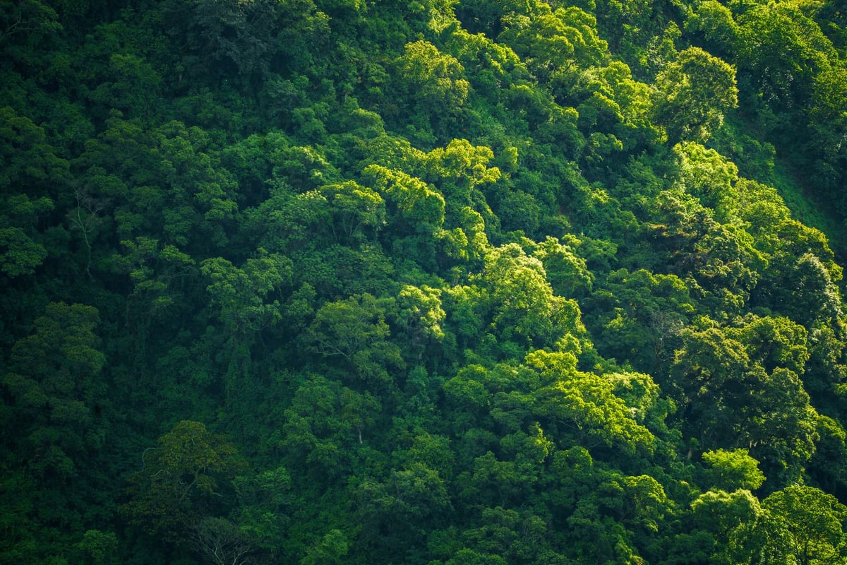 Muda de árvore sendo plantada por mãos enluvadas em solo de uma floresta