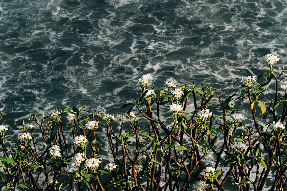 Flores brancas sendo lançadas ao mar por uma multidão vestida de branco à noite