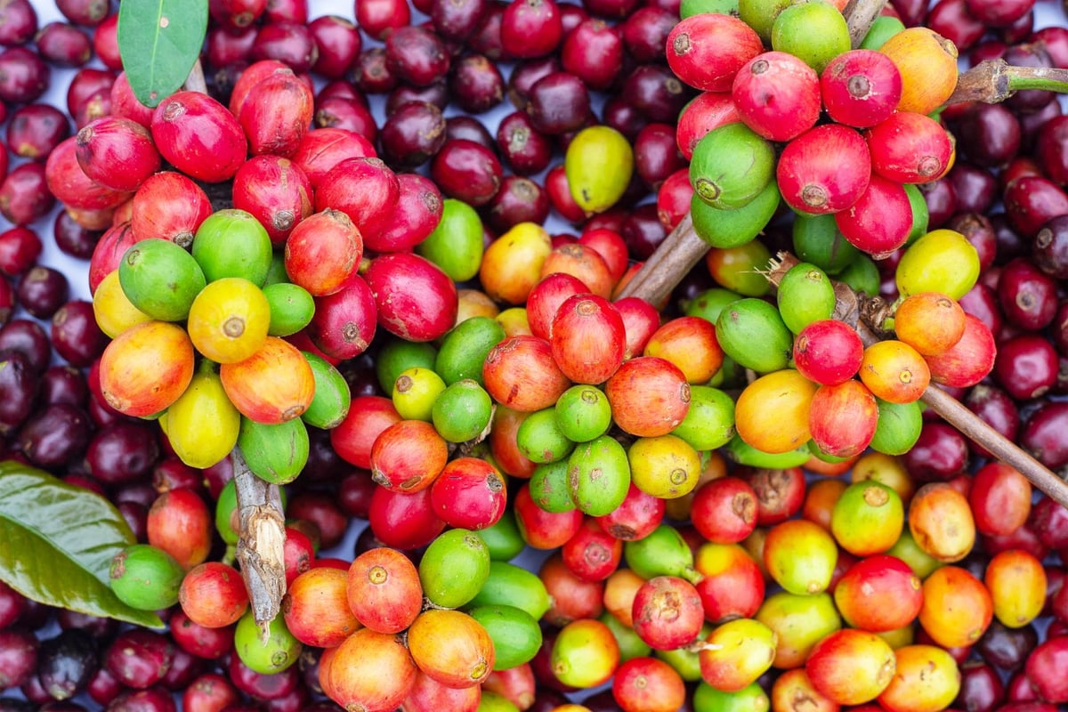 Trator agrícola em lavoura de café com pés carregados de frutos vermelhos prontos para colheita