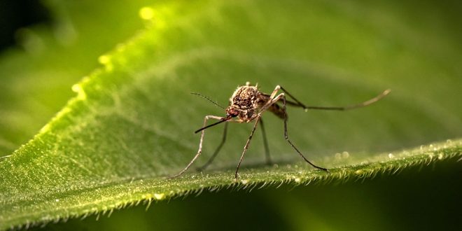 Imagem ilustrativa relacionada a Dia Mundial do Mosquito