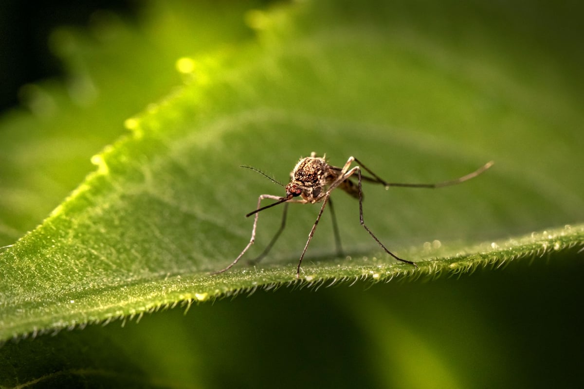 mosquito pousado sobre a pele de um braço humano